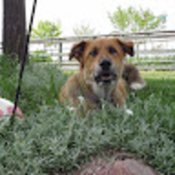 Meet your Posher, Maya - Picture 1 of 1